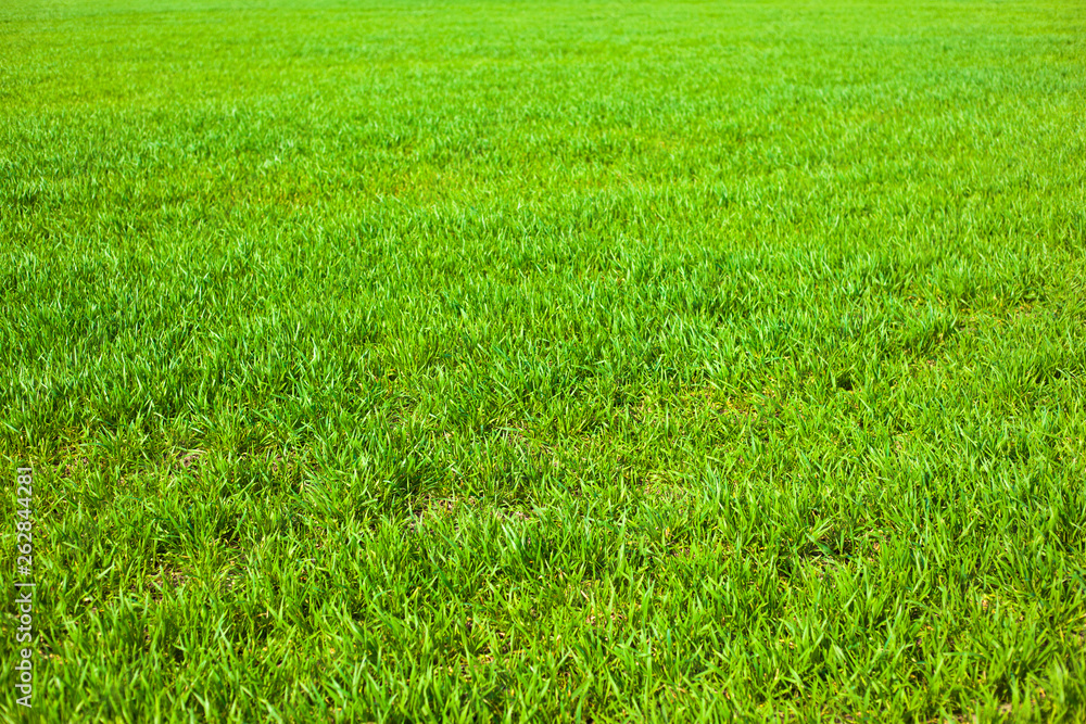 green wheat field. young wheat sprouts background green wheat field. young wheat sprouts background
