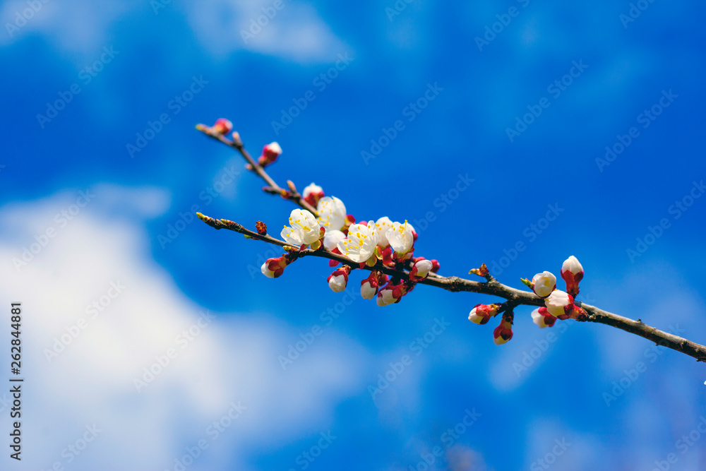 blooming spring apricot against the blue sky blooming spring apricot against the blue sky