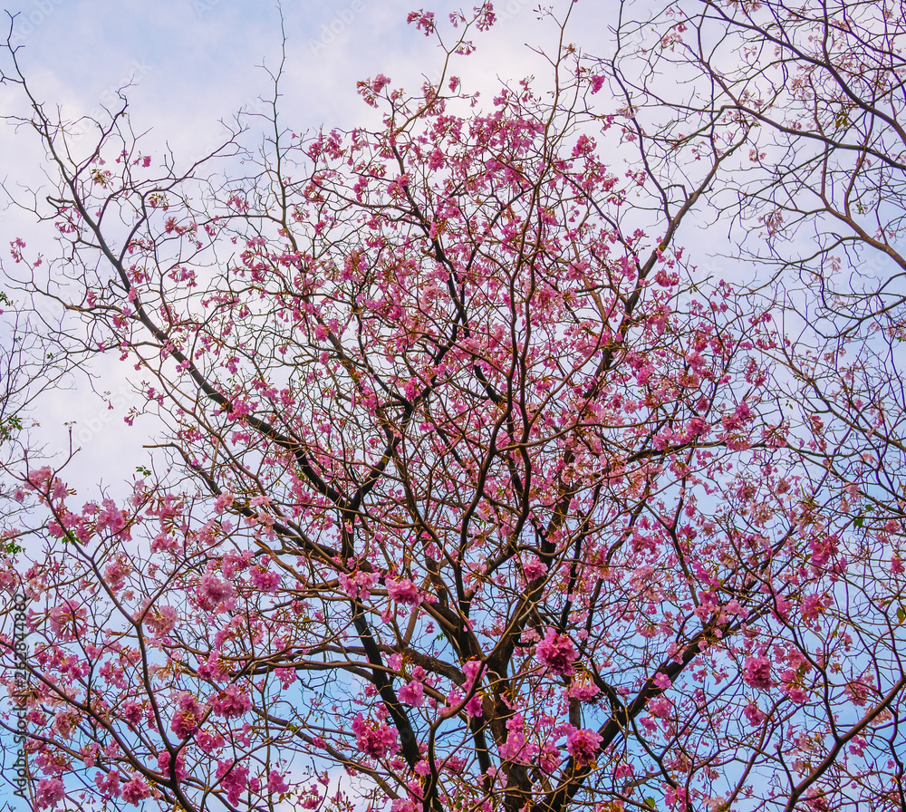 Beautiful blooming pink trumpet tree 