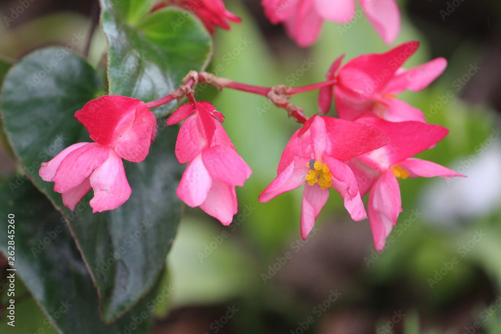 Obraz premium Naturaleza