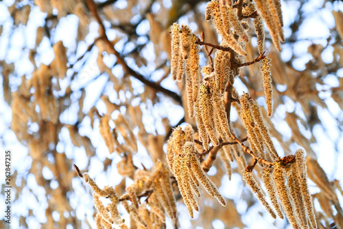 Flowering branches of the aspen tree with earrings in early spring, landscape photo