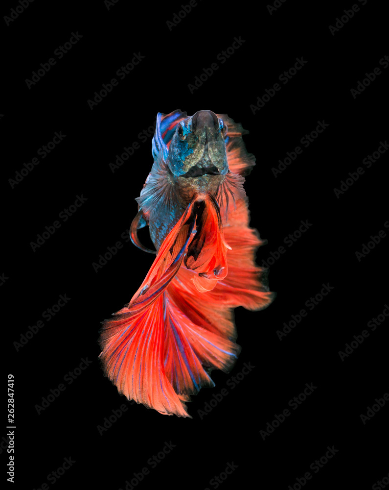 macro the beautiful small siam betta fish with black isolate background macro the beautiful small siam betta fish with black isolate background