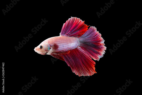macro the beautiful small siam betta fish with black isolate background