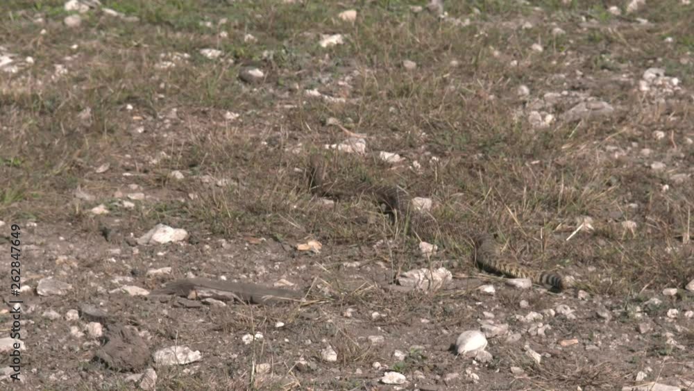 high speed/slow motion shots of a rattlesnake in the wild high speed/slow motion shots of a rattlesnake in the wild