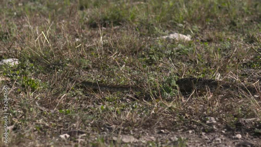 high speed/slow motion shots of a rattlesnake in the wild high speed/slow motion shots of a rattlesnake in the wild