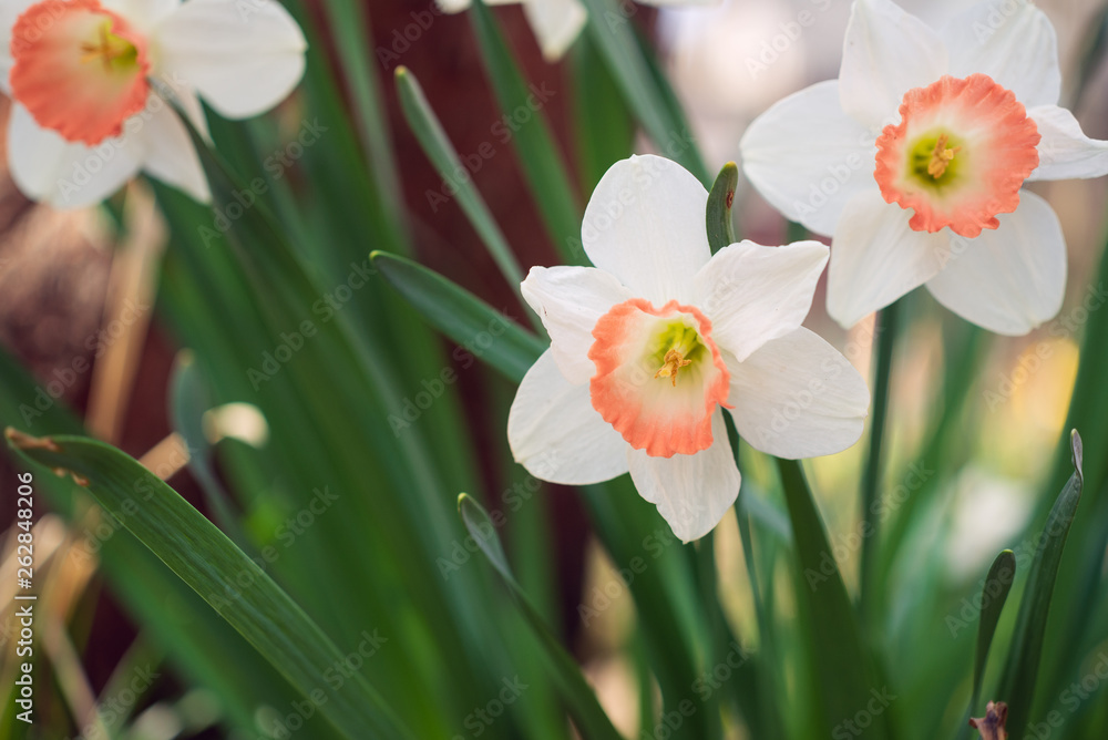Daffodil flowers in the Spring Daffodil flowers in the Spring