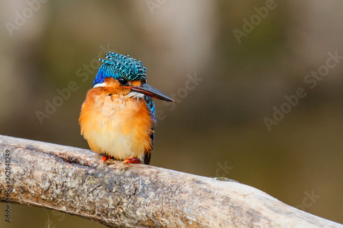 Photography Malachite Kingfisher on a branch at Lake Awssa in the fishing portr near the Cit