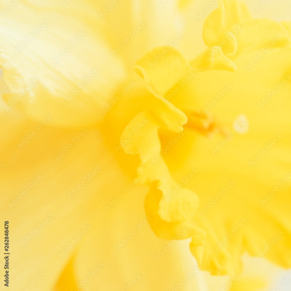 Photography Yellow daffodil macro photography.