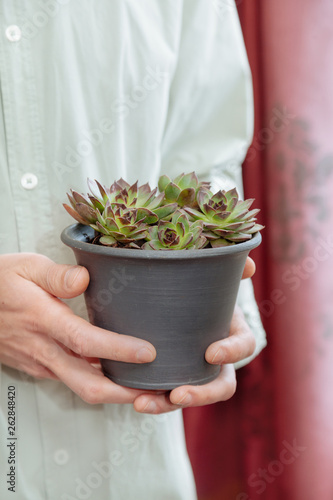 Aeoniums set hands mail flower green leaves pink purple coleus stone rose florist vase photo