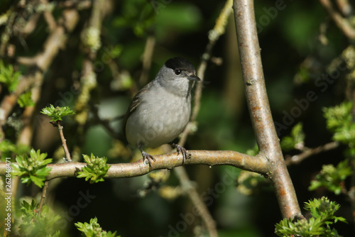 A stunning male Blackcap, Sylvia atricapilla, perched in a Hawthorn tree. 