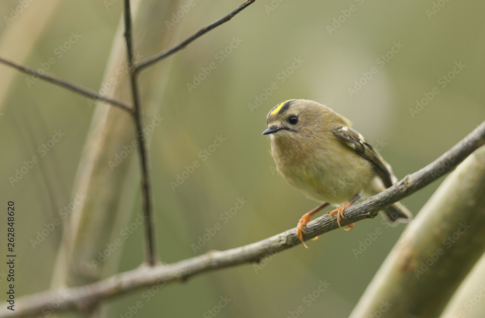 A pretty Goldcrest (Regulus regulus) perching on a branch in a tree. A pretty Goldcrest (Regulus regulus) perching on a branch in a tree.
