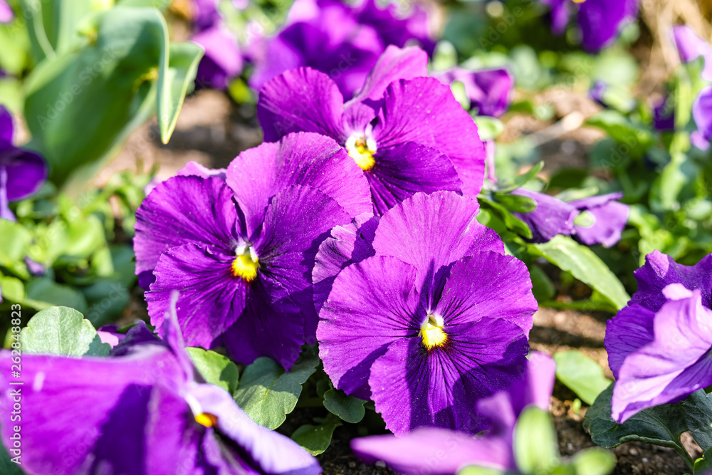Pansy flowers on spring time Pansy flowers on spring time
