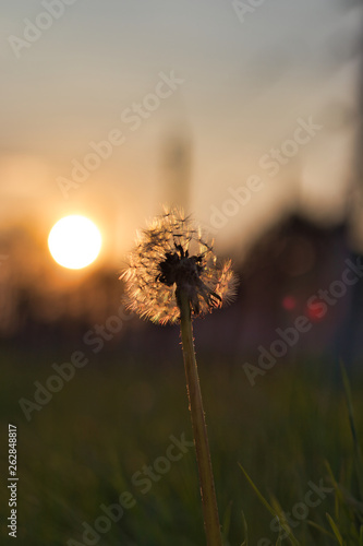 dandelion with the setting sun in background