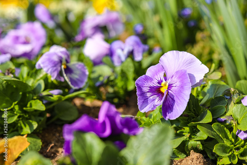 Pansy flowers on spring time