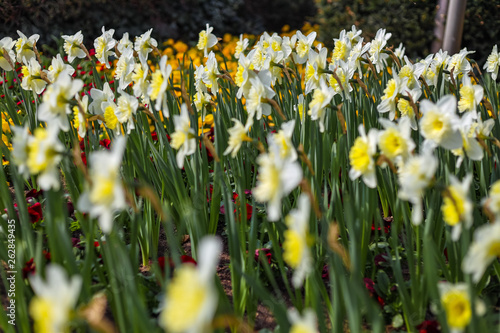 Narcissus flowers in spring time © Garuda