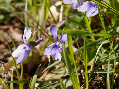 Petites violettes de Reichenbach ou violettes des bois (Viola reichenbachiana)