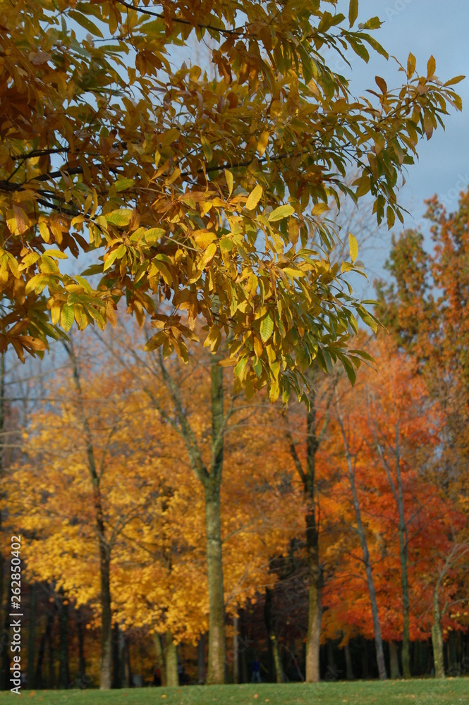 Naklejka premium yellowclose_orngfar