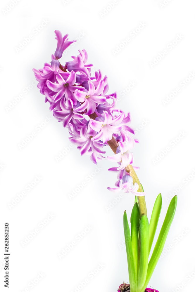 Obraz premium stylish, beautiful flowers on a white background
