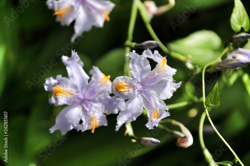 Beautiful Iris japonica in the garden photo