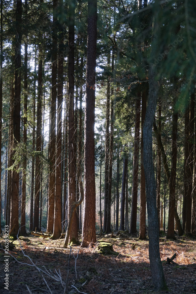 Obraz premium Sonne im Wald