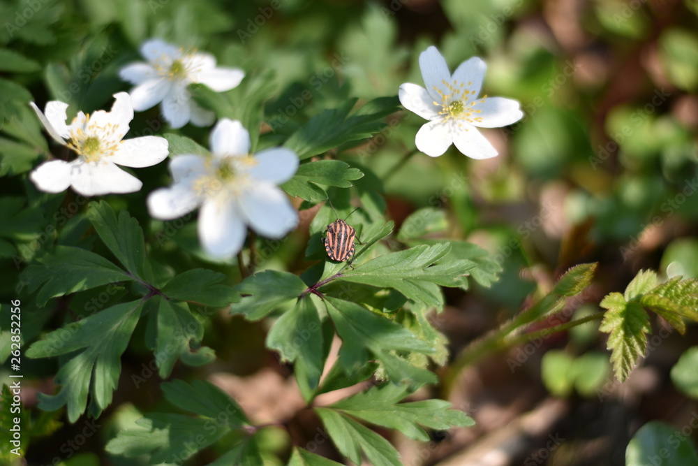 Buschwindröschen (Anemone nemorosa) mit Streifenwanze Buschwindröschen (Anemone nemorosa) mit Streifenwanze