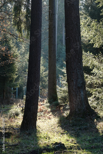 Sonne im Wald photo