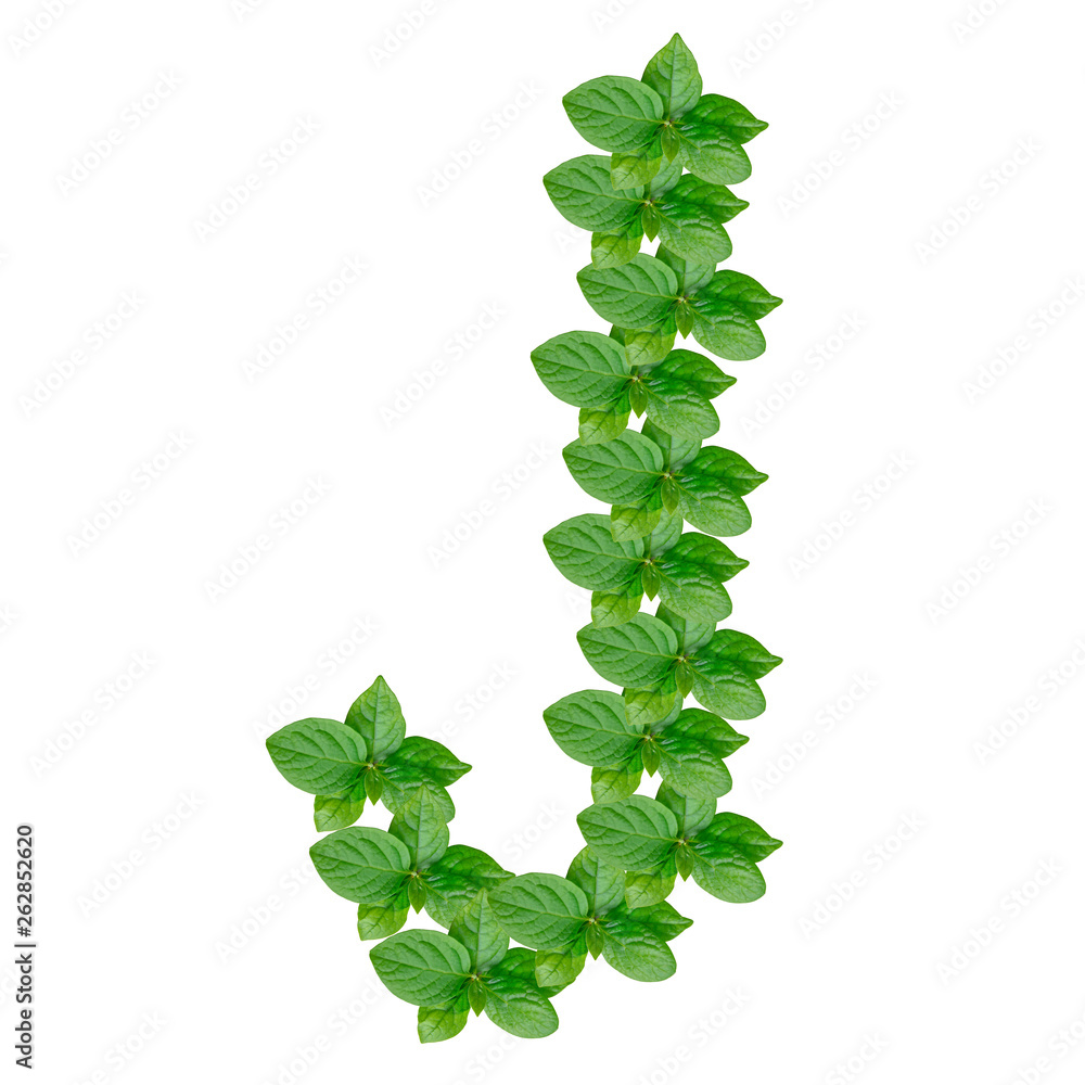 Letter J made from green leaves of persimmon, alphabet on isolated white background