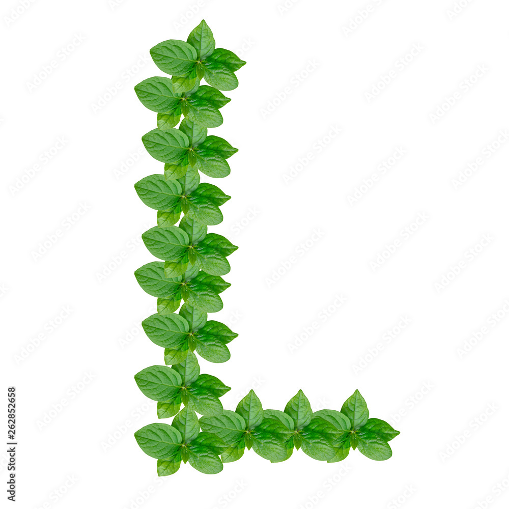 Letter L made from green leaves of persimmon, alphabet on isolated white background