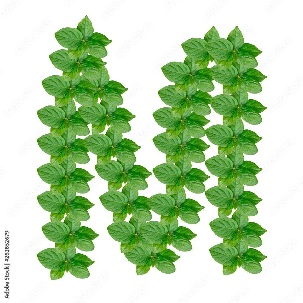 Letter M made from green leaves of persimmon, alphabet on isolated white background