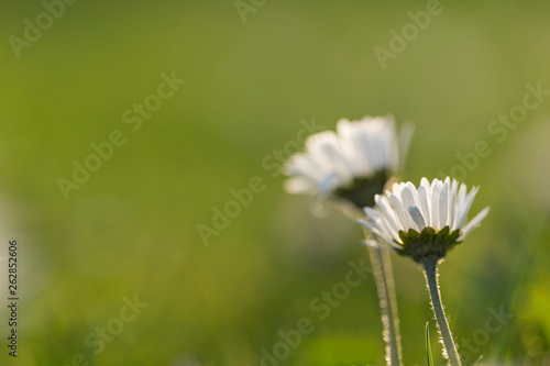 Wild flower Common daisy (Bellis perennis) on the meadow in spring, selective focus