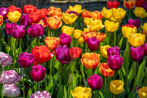 Colorful Tulip Garden