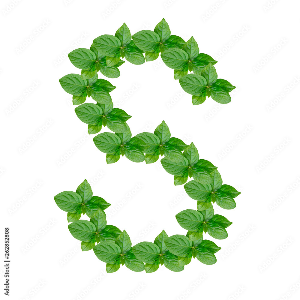 Letter S made from green leaves of persimmon, alphabet on isolated white background