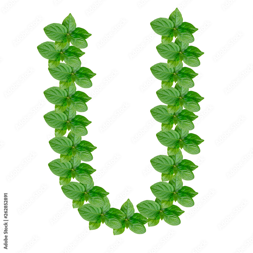 Letter U made from green leaves of persimmon, alphabet on isolated white background