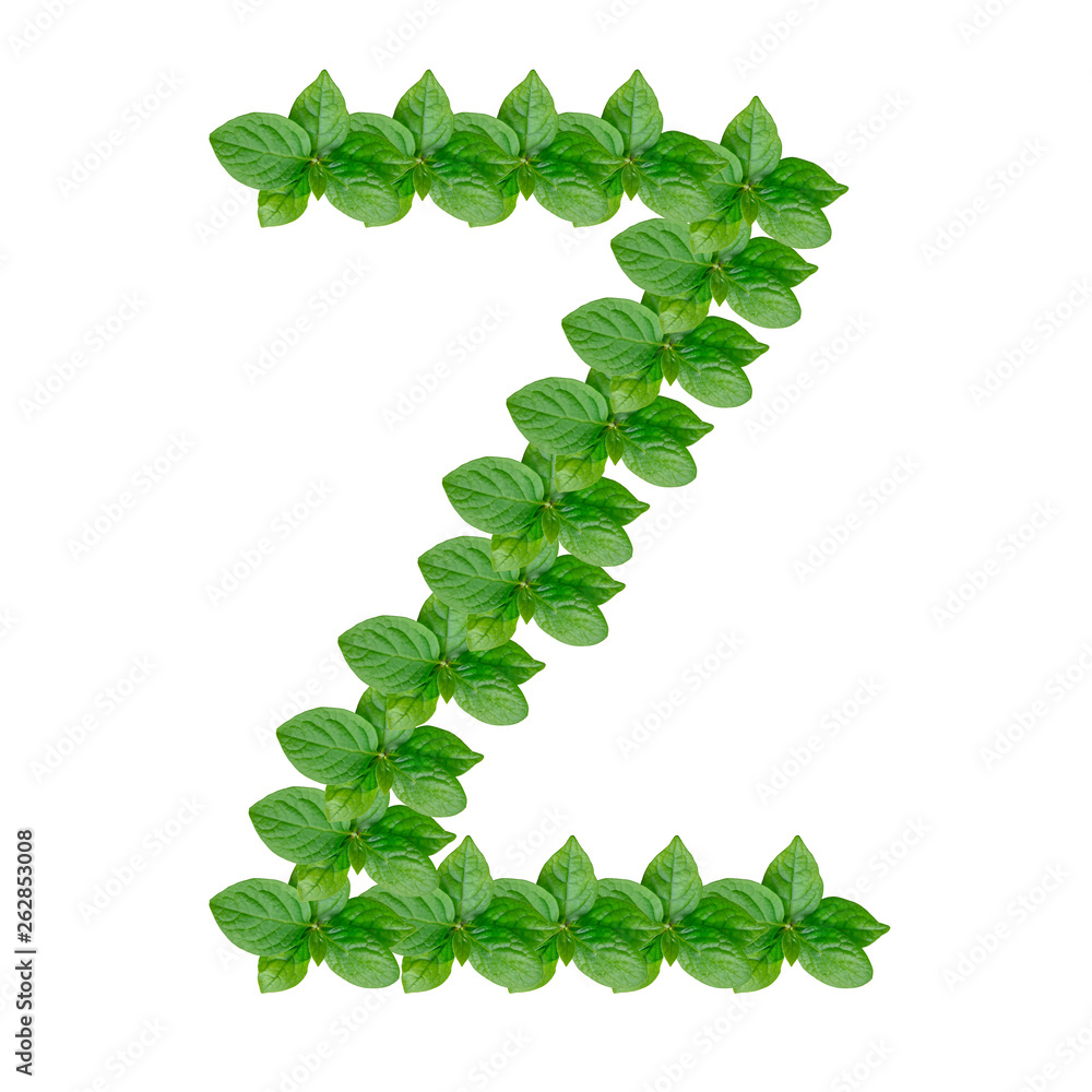 Letter Z made from green leaves of persimmon, alphabet on isolated white background