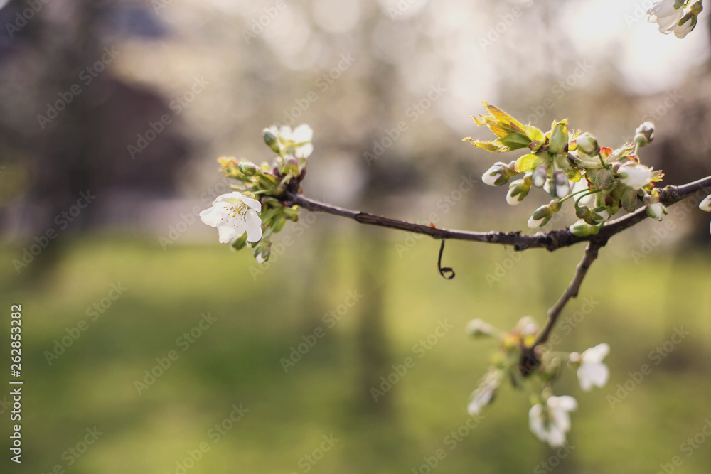 Close up of the spring cherry flowers, tree in the spring Close up of the spring cherry flowers, tree in the spring
