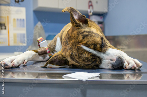 Sedated dog on an exploration table