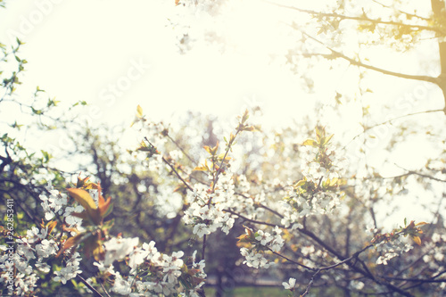 Fototapeta Naklejka Na Ścianę i Meble -  Close up of the spring cherry flowers, tree in the spring