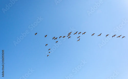 Pack of birds forming shapes with blue background