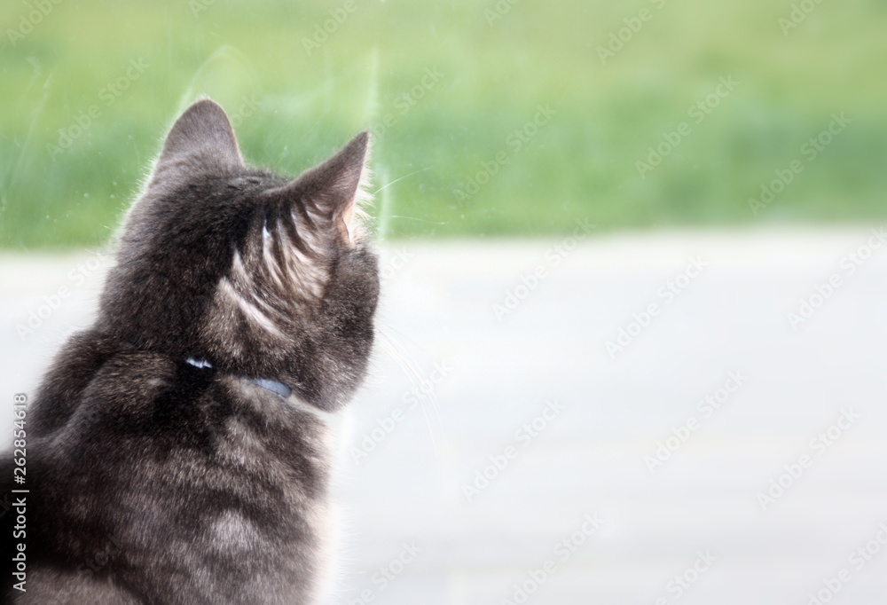 chat gris regardant par la fenêtre ,curiosité