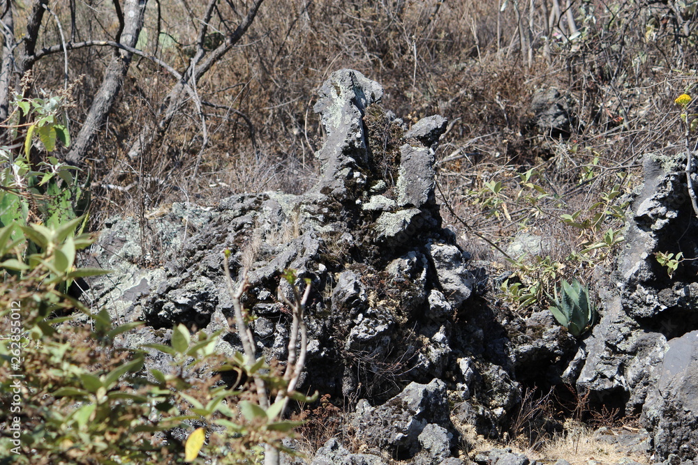 Fototapeta premium Naturaleza