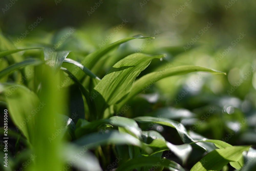 Bärlauch (Allium ursinum) im Wald