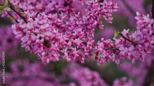 pink flower bunches © Pradip