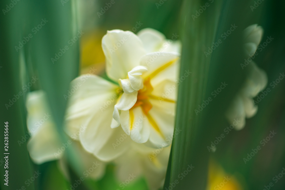 Fototapeta premium Daffodil flowers in the Spring