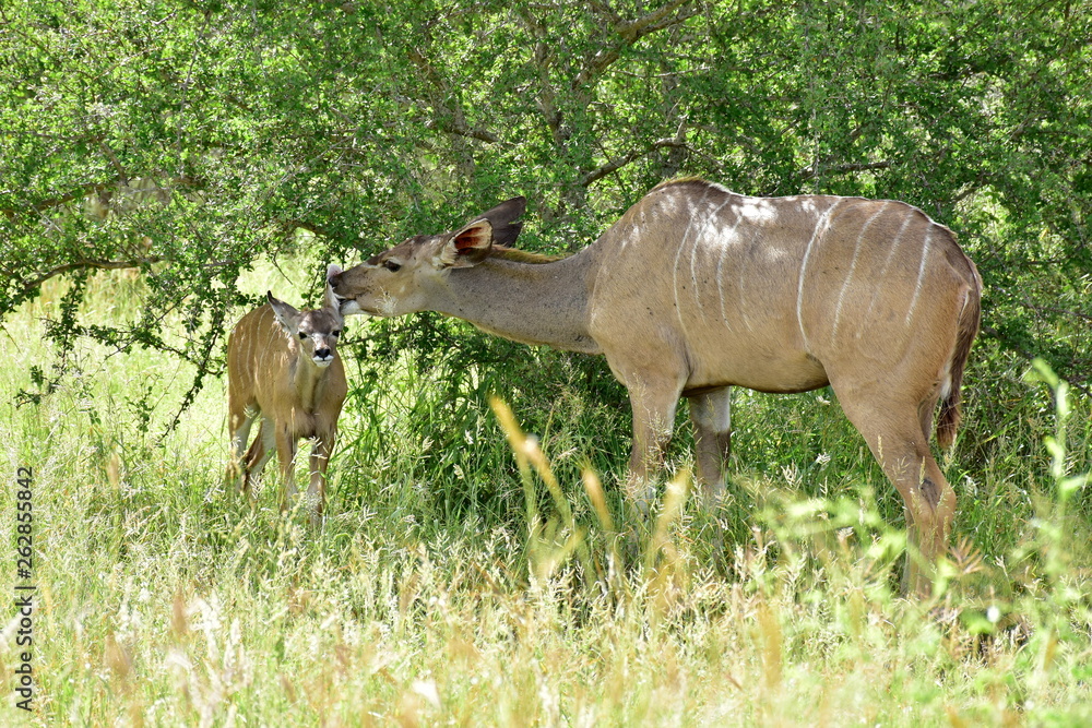 kudu antelope with young ones,ruger,South Africa kudu antelope with young ones,ruger,South Africa