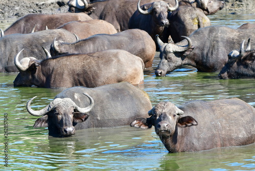 buffaloes migrating through savanna,South Afirca photo