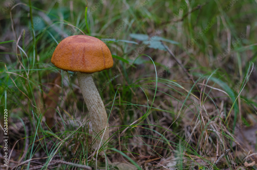 rotkappe auf einer wiese im wald rotkappe auf einer wiese im wald