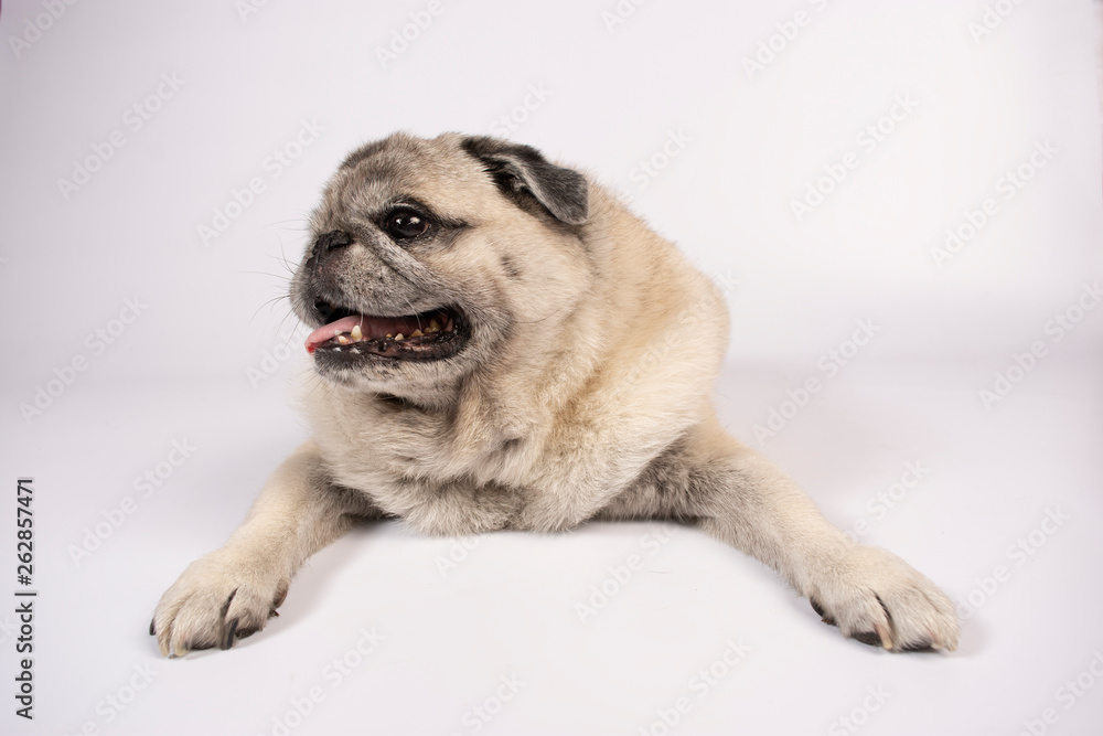 Pug portrait