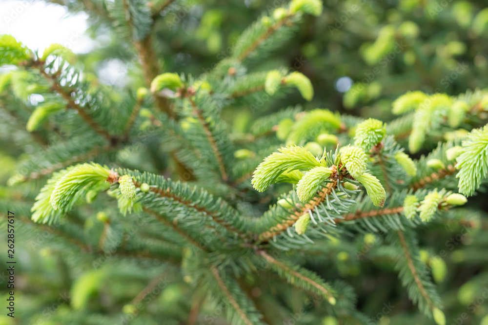 Young branches spruce buds and young spruce needles Young branches spruce buds and young spruce needles