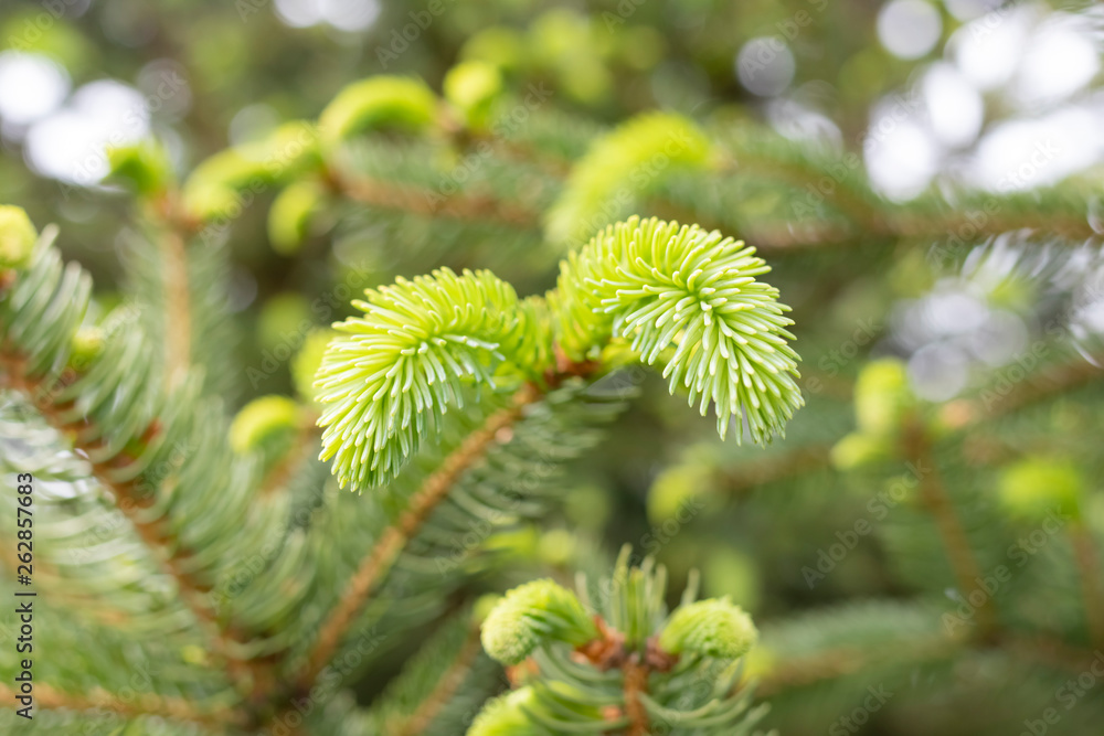 Young branches spruce buds and young spruce needles Young branches spruce buds and young spruce needles