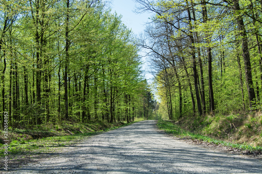 Gravel road through the spring green forest